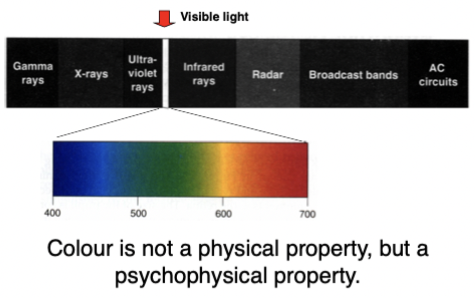 <p> </p><ul><li><p><span>How map on physical property to psychological state.</span></p></li><li><p><span>Can only see small sliver of these wavelengths 400nm-700nm (visible light)</span></p></li><li><p><span>Shorter on left, we perceive as blue</span></p></li><li><p><span>Longer wavelengths, we perceive as red</span></p></li><li><p><span>Photons themselves have no colour, it is how we perceive them.</span></p></li><li><p><span>Nothing about photon itself that gives it its 'blueness or redness'</span></p></li><li><p><span>It is psychophysical property: have some physical stimulus and mapping it to a psychological state.</span></p><ul><li><p><span>So when we say colour is a psychophysical property it has to do with how we map on the physical property, that is the wavelength of those photons to our psychological states to us</span></p></li><li><p><span>Shorter wavelength impression of blue, nothing about photon itself, how the brain interprets it</span></p></li></ul></li></ul><p></p>