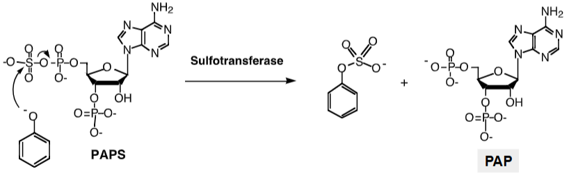 <p>Phase II enzymes that conjugate amino, hydroxy, and carboxyl handles using an activated sulfate donor to produce sulfate esters and amides</p><p>Sulfate donor is PAPS, made from ATP and a sulfate</p><p>Sulfate group is highly acidic and is always charged at physiological pH</p><p>System is easily saturated due to limited supply of sulfate in the cell</p><p>At high doses glucuronidation predominates sulfation</p>