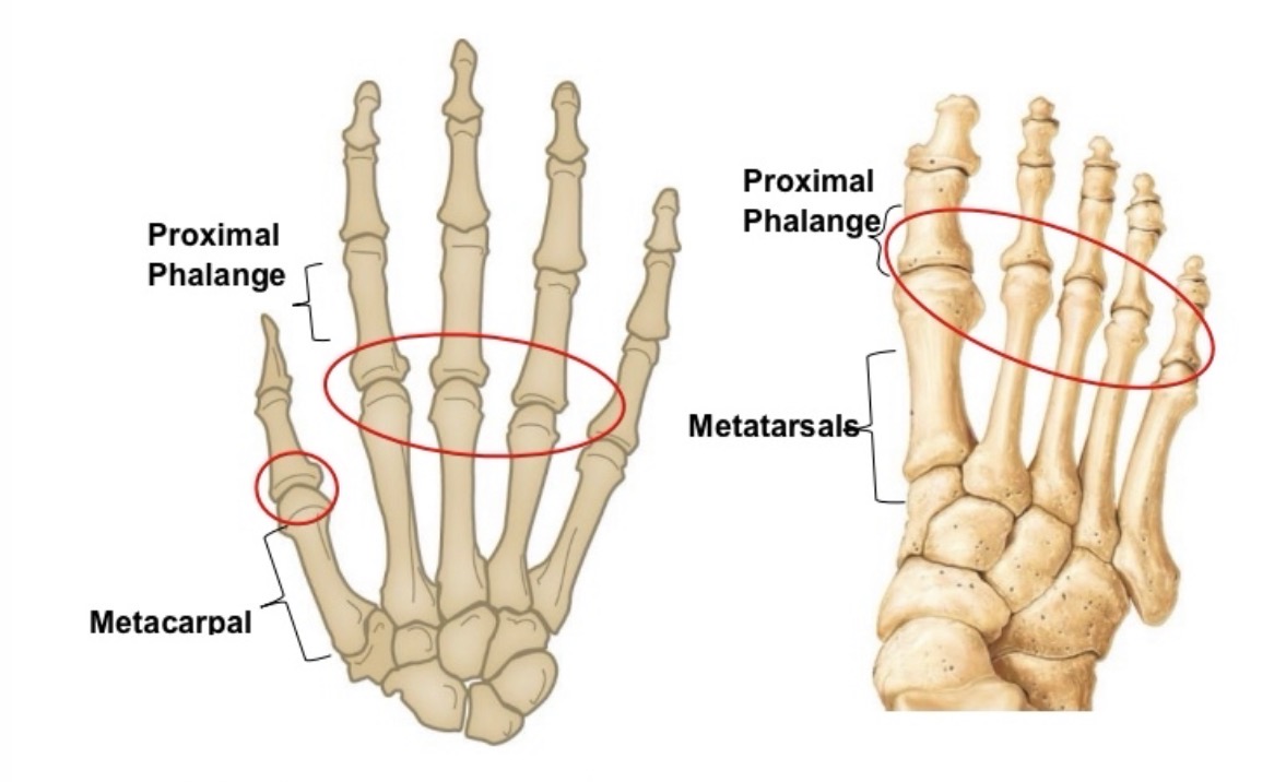 <p>name the joint and articulations</p>