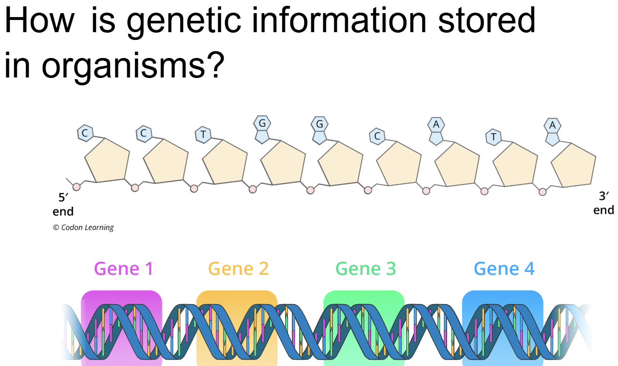 <p><span style="background-color: transparent;">Primary structure (Read from ….)</span></p><p><span style="background-color: transparent;">Usually base paired and double stranded (…. structure)&nbsp;</span></p><p><span style="background-color: transparent;">Genes - lil areas among ….</span></p><p><span style="background-color: transparent;">Piece of …. can hold several genees&nbsp;</span></p><p><span style="background-color: transparent;">…. orgnaied into chromosones</span></p><p><br></p>