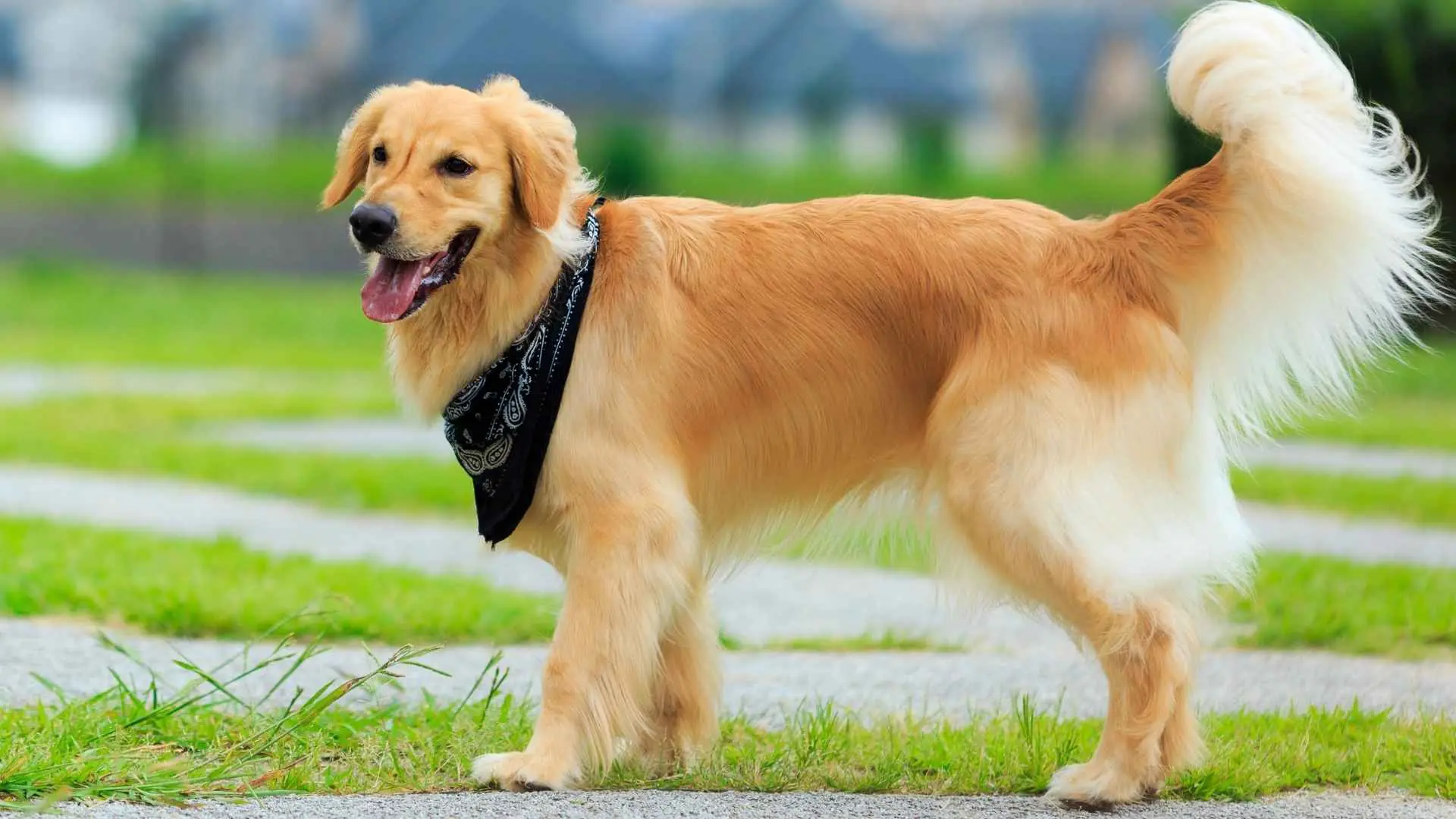 <p>dog</p>