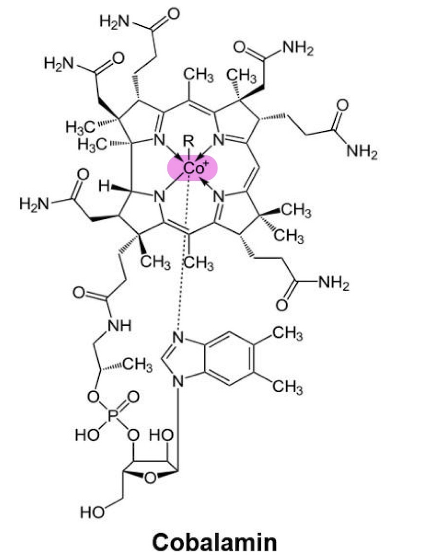 <p>1. <em>Coenzyme derivative</em>: Cobamide coenzymes</p><ul><li><p class="p1">The only known reason that cobalt is required as a trace mineral in our diets!</p></li></ul><p class="p1">2. <em>Carrier of</em>: one-carbon group, specifically methyl (-CH3) groups</p><p class="p1">3.&nbsp;Structure of cobalamin (<strong><em>see figure below</em></strong>)</p><p>4. Two essential enzymes require cobalamin:</p><ul><li><p class="p1">Homocysteine methyltransferase, which remethylates homocysteine to methionine.</p></li><li><p class="p1">Methylmalonyl CoA mutase, which is involved in catabolism of odd- numbered carbon fatty acids and some amino acids.</p></li></ul><p class="p1">5. Deficiency: Pernicious anemia</p><ul><li><p class="p1">Vitamin B12 is required in the process of making red blood cells.</p></li><li><p class="p1">A lack of this vitamin leads to this form of megaloblastic anemia.</p></li></ul><p></p>