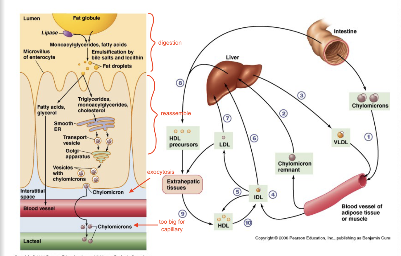 <ul><li><p>bile to emulsify fats, easier to digest after that</p></li><li><p>multiple trips to the liver to metabolize diff products to diff densities</p></li><li><p>lymph dumps fats into larger veins</p></li><li><p>high density fats are better to help to scrub/clear out vessels (prevents plaques)</p></li><li><p>low/intermediate density fats can get into cells easier</p></li></ul><p></p>