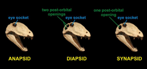 <p>Anapsid: no opening </p><p>Synapsid: 1</p><p>Diapsid: 2</p>