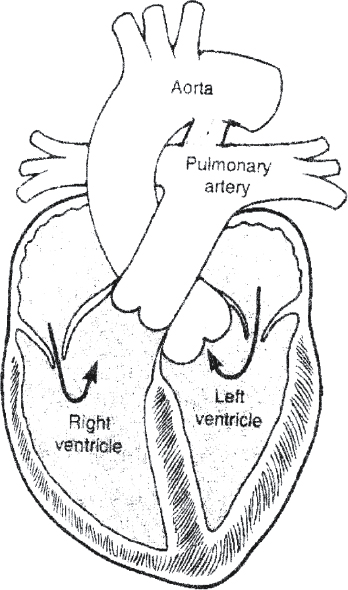 <p> anterior to the aorta and should be visualized crossing over it</p>