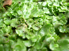 <p>Common name?</p>