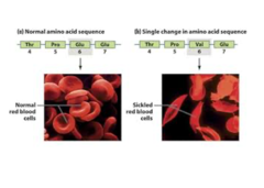 <p>Proteins are the "doers" of the cell, being involved in catalysis, structure, movement, signaling, transport, defense, and more!</p><p>Proteins' primary structure dictate their function. *If you substitute an amino acid for another amino acid with different properties (e.g., acidic → nonpolar) inside a polypeptide chain, you could therefore drastically change its shape and function! If the substitution occurs between two similar amino acids (e.g., acidic → acidic), not much will change in shape or function.*</p>