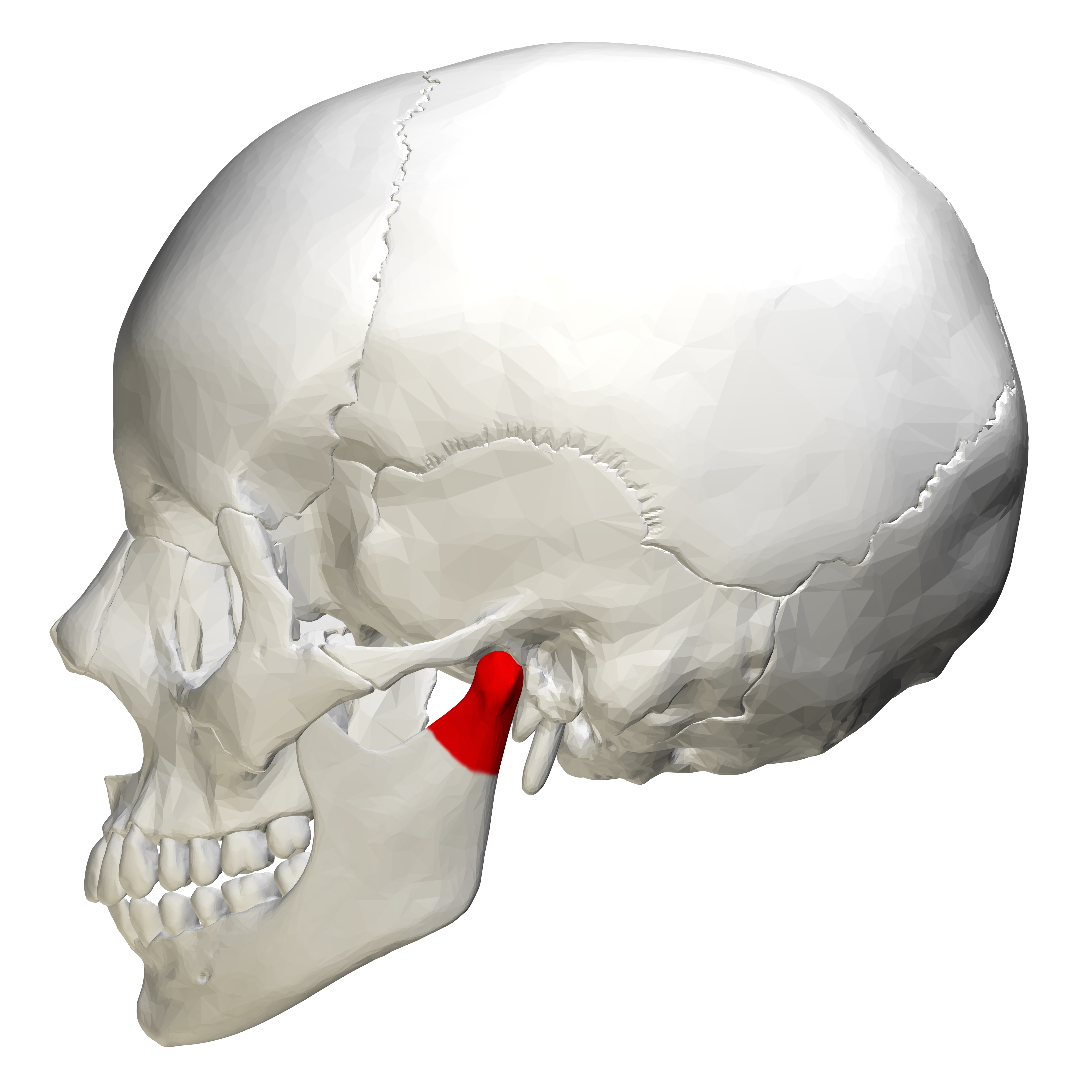 <p>mandibular condyle</p>