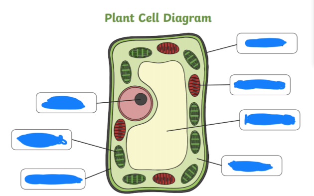 <p>label the parts of a plant cell </p>