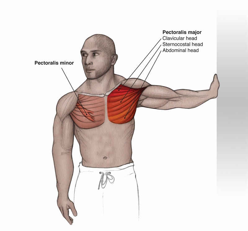 <p><strong>Location</strong>: Anterior chest to humerus.</p><p></p><p>Confirm: Resist horizontal adduction.</p>