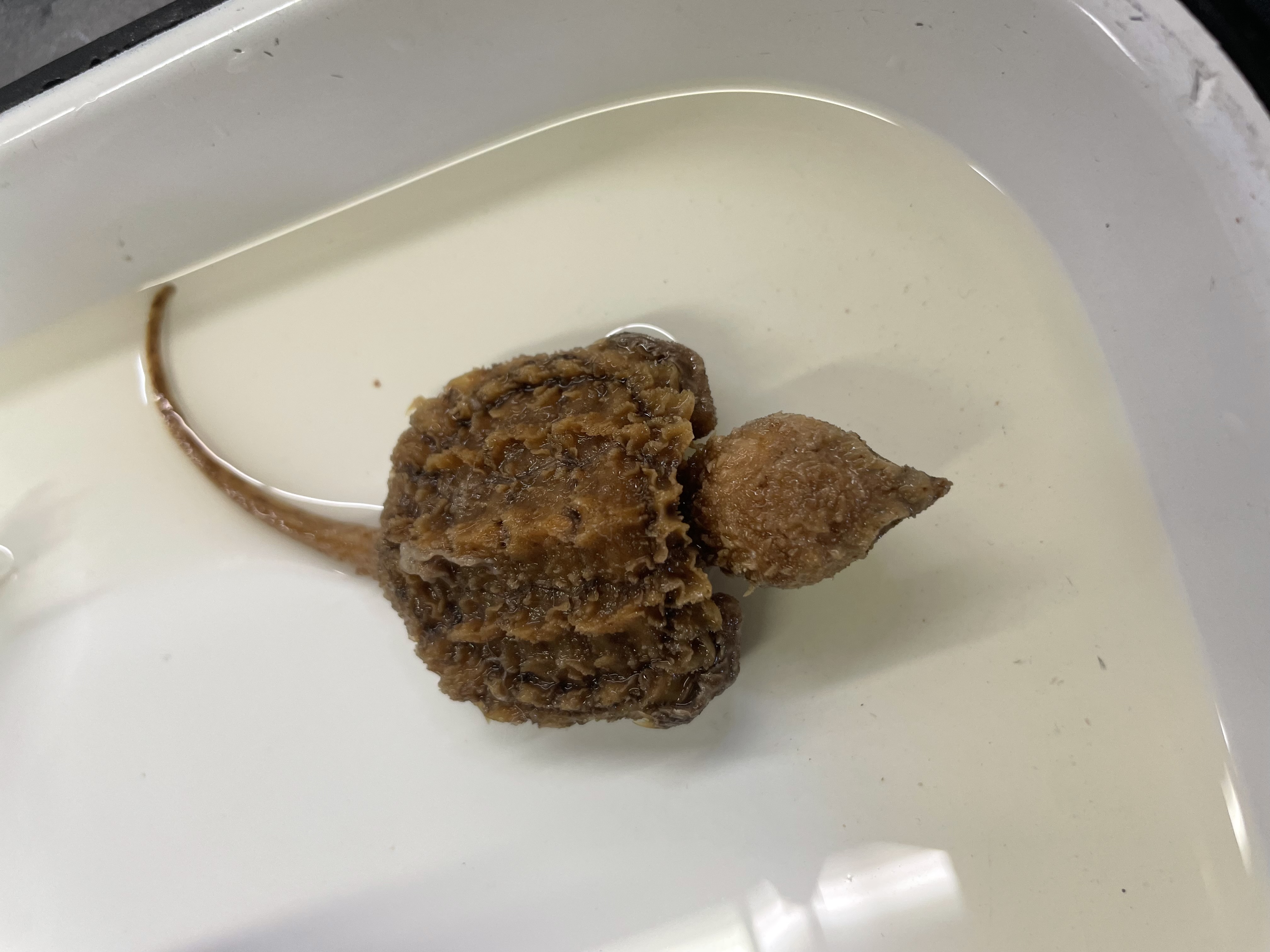 <p>Genus and species</p>