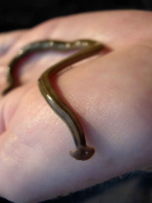 <p>Class Turbellaria are</p>