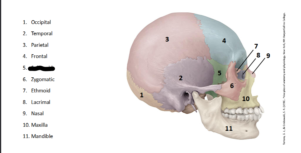 <p>What landmark within the <strong>Skull? (LATERAL)</strong></p>
