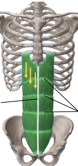 <p>what is the green</p>