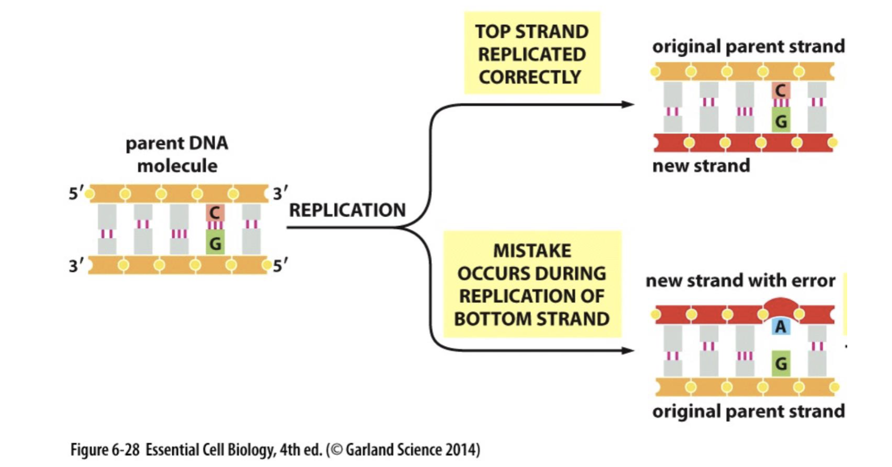 <p>caused by the presence of single nucleotide changes in any one exon/intron of a gene, or a regulatory region</p>