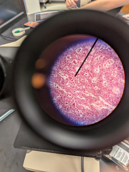 <p>Located in lymphs nodes, bone marrow, and spleen. Fuctions by forming a soft internal skeleton that supports cells like white blood cells, mast clls, and macrophages. </p>
