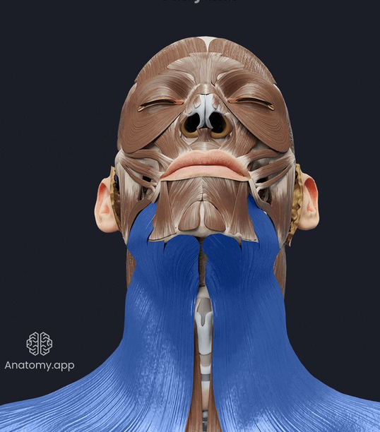<p>What muscle is this?</p>