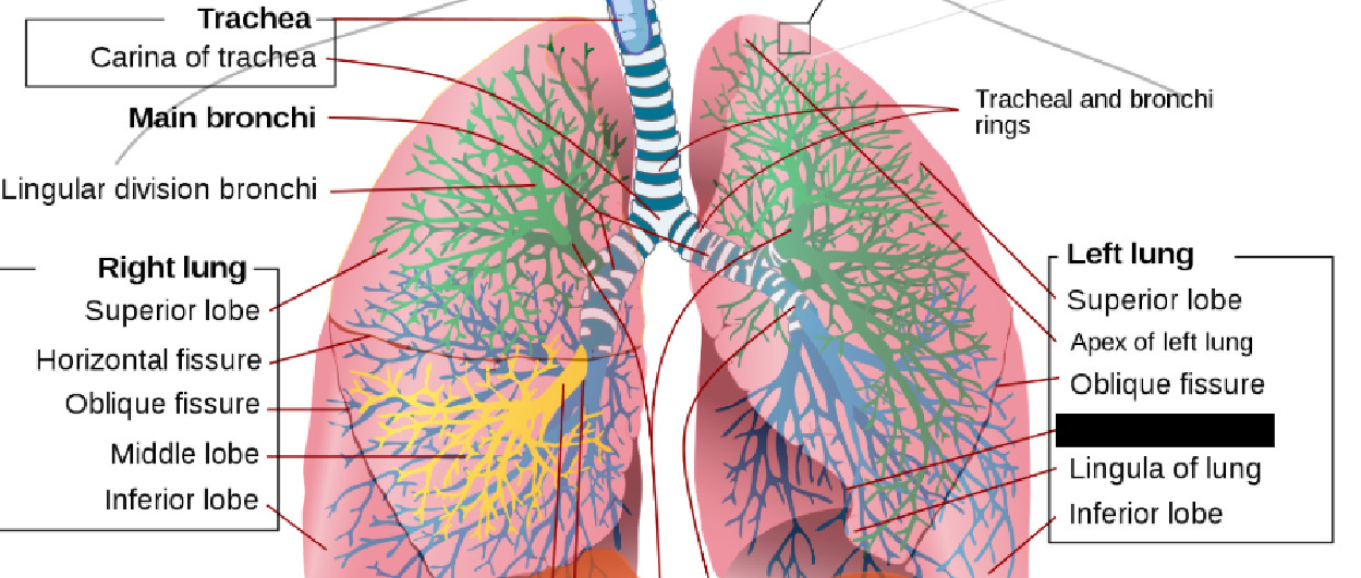 <p><span style="background-color: transparent;">&nbsp;Located at the left lung; an indentation for the heart.</span></p>