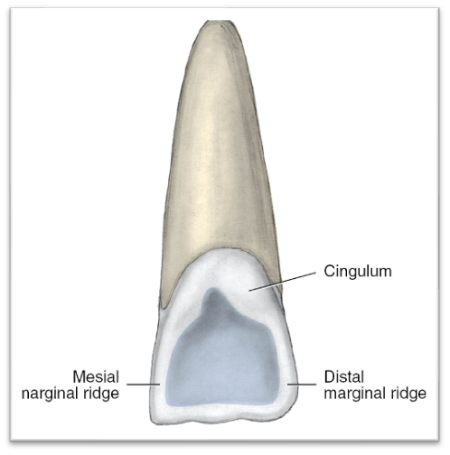 <p><span style="font-family: "Gill Sans MT";">The lingual surfaces of all anteriors have a <strong>cingulum</strong></span></p>
