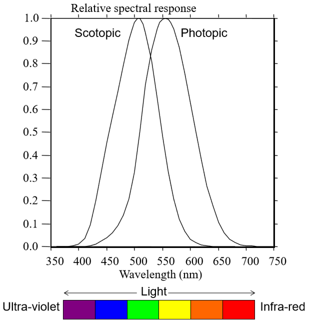 <p>sensitivity to wavelengths during the day: photopic sensitivity curve (cone-mediated, bright light) <strong>- peaks (λ<sub>max</sub>) ~ 555 nm</strong></p><ul><li><p>L cones peak at ~565 nm and M cones at ~545 nm. S cones are not invited to the party… </p></li></ul><p>sensitivity to wavelengths at night: scotopic sensitivity curve (rod-mediated, dim light) <strong>- peaks (λ<sub>max</sub>) ~ 507 nm </strong>(just rods)</p>