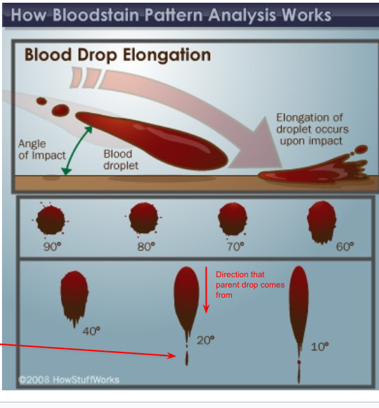 <p><span style="background-color: transparent;"><strong><u>The parent blood drop become more elongated&nbsp;</u></strong></span></p><p><br><br></p><p><span style="background-color: transparent;"><strong>AND ALSO that <u>satellite droplets are cast off in front of the parent drop&nbsp;</u></strong></span></p>