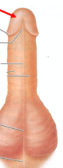 <p>bulging structure at the distal end of the penis (glans = acorn)</p>