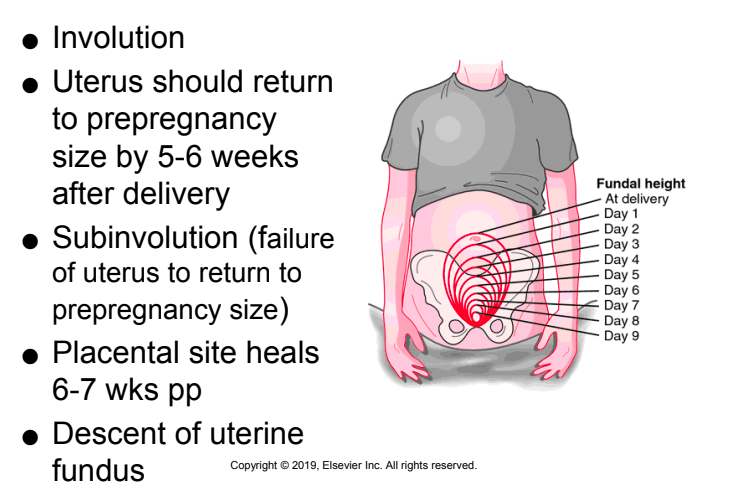 <p><strong>involution: uterus returning to regular size 5-6 weeks post - 1cm descent per day </strong></p><ul><li><p>will experience post uterine-contractions. common w breastfeeding</p></li></ul><p><strong>placental site heals 6-7 weeks post </strong></p>