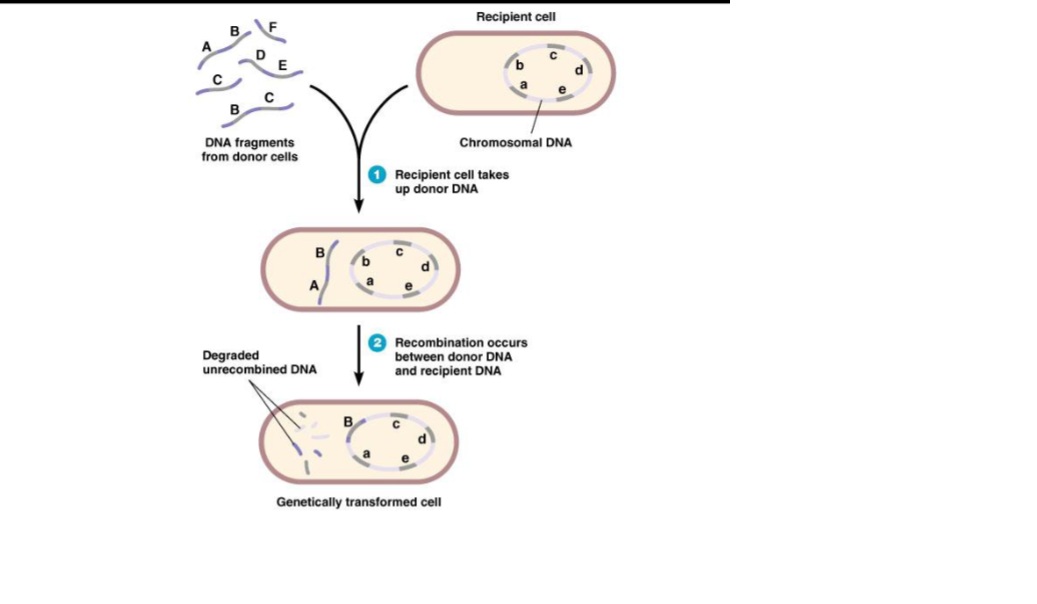 <p>Exchange of DNA and incorporation of it into the host chromosome/genome</p>