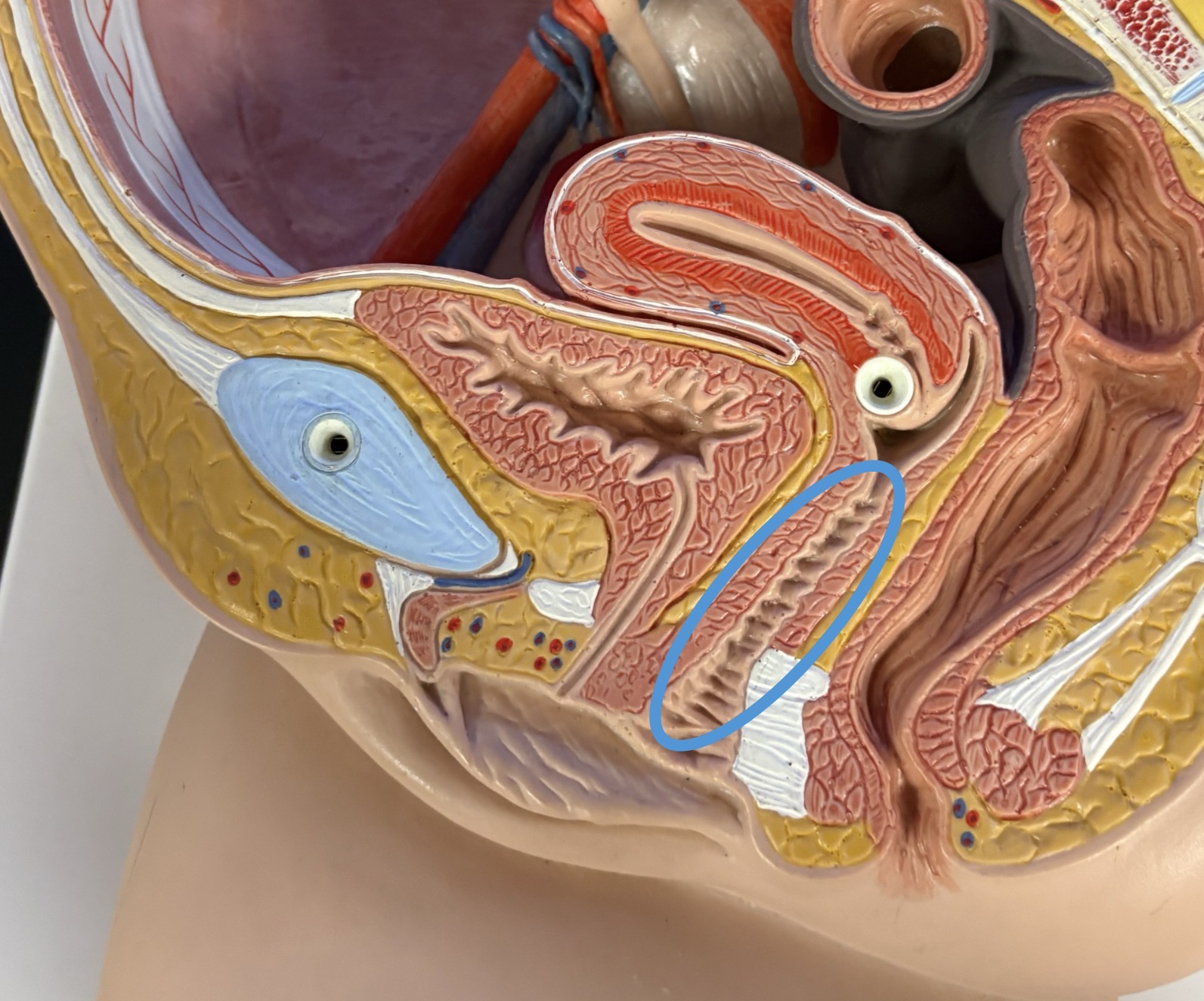 <p>lies between urethra &amp; anal canal </p>