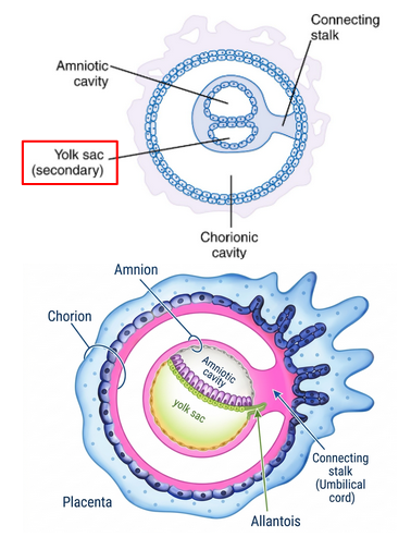 <p>supplies nutrients and primitive blood circulation in first 2-3 weeks before placenta is formed</p><p>becomes part of embryonic digestive</p><p>incorporated into umbilical cord</p>
