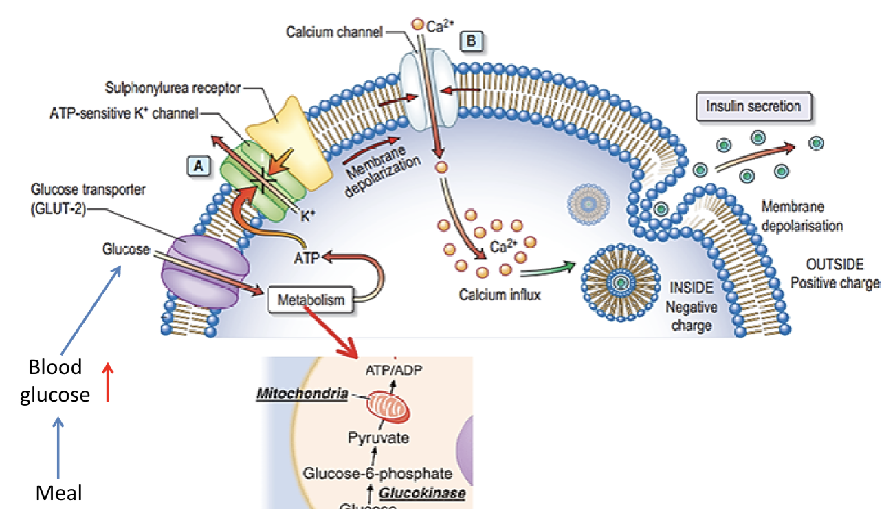 <ol><li><p>Glucose comes into through glut 2 (B cells)</p></li><li><p>ATP/ADP ratio increases causing K+ channel to shut (so K+ can’t go out) </p></li><li><p>Depolarizes the cell</p></li><li><p>Ca+ channel open and Ca2+ comes into the cell </p></li><li><p>Insulin-containing granule fuses with the membrane and insulin is released</p></li></ol><p></p>
