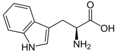 <p>Tryptophan</p><p>1 Letter: W</p><p>3 Letters: Trp</p><p>Nonpolar</p><p>Aromatic</p>