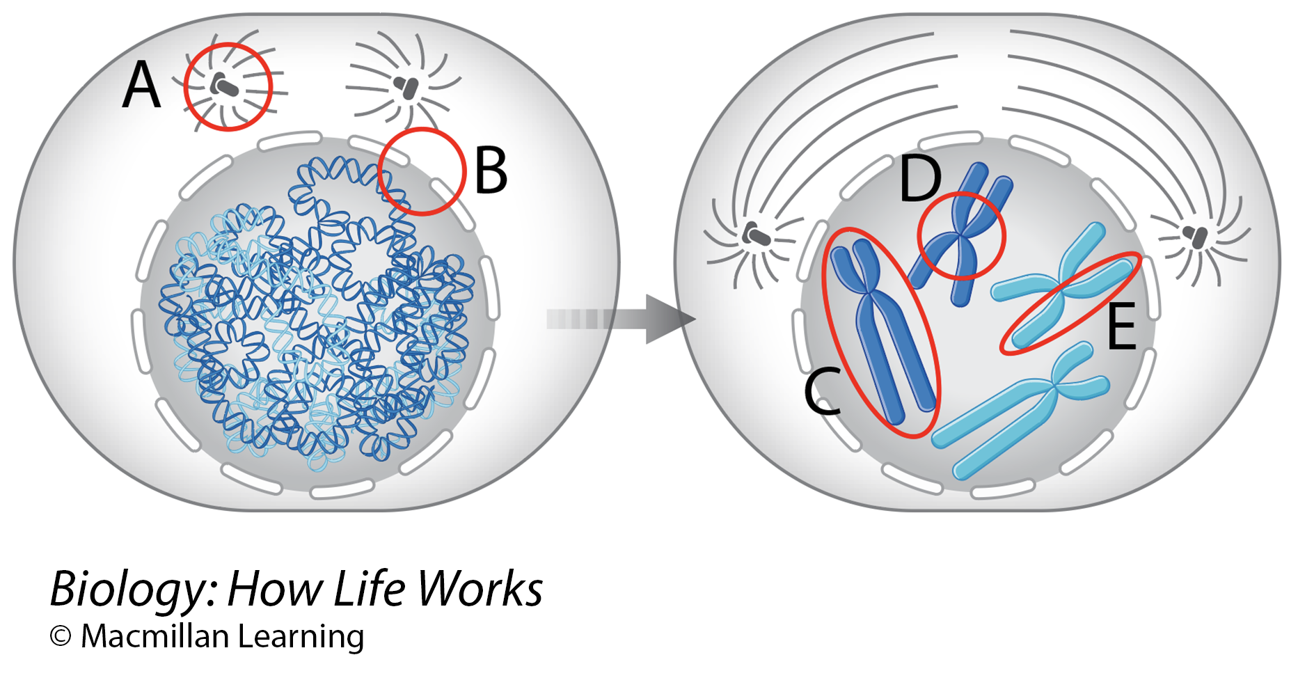 <p><span>In the figure, which lettered item is a centromere?</span></p>