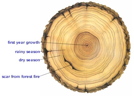 <p>Study of trees to learn historic information about temperatures, rainfall, insect outbreak, fires, etc.</p><p>Keep track of global climate shifts in the last 300-1000 years.</p>