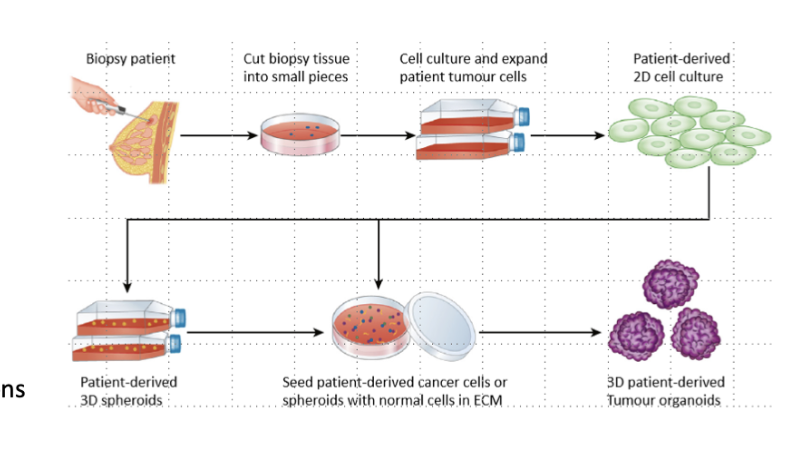 <ol><li><p>Cell lines</p></li></ol><ul><li><p>Spontaneous</p></li><li><p>Immortalised (oncogene)</p></li></ul><ol start="2"><li><p>Tumour-derived material</p></li></ol><ul><li><p>Primary cultures</p></li><li><p>Tissue slices</p></li><li><p>Transformed cells</p></li></ul><ol start="3"><li><p>Co-cultures</p></li></ol><ul><li><p>Stromal and epithelial cell populations</p></li></ul><ol start="4"><li><p>3D-cultures</p></li></ol><ul><li><p>Single or mixed populations embedded in matrix to mimic stromal microenvironment (more representative of tumour microenvironment) – spheroids, organoids</p></li></ul><p></p>