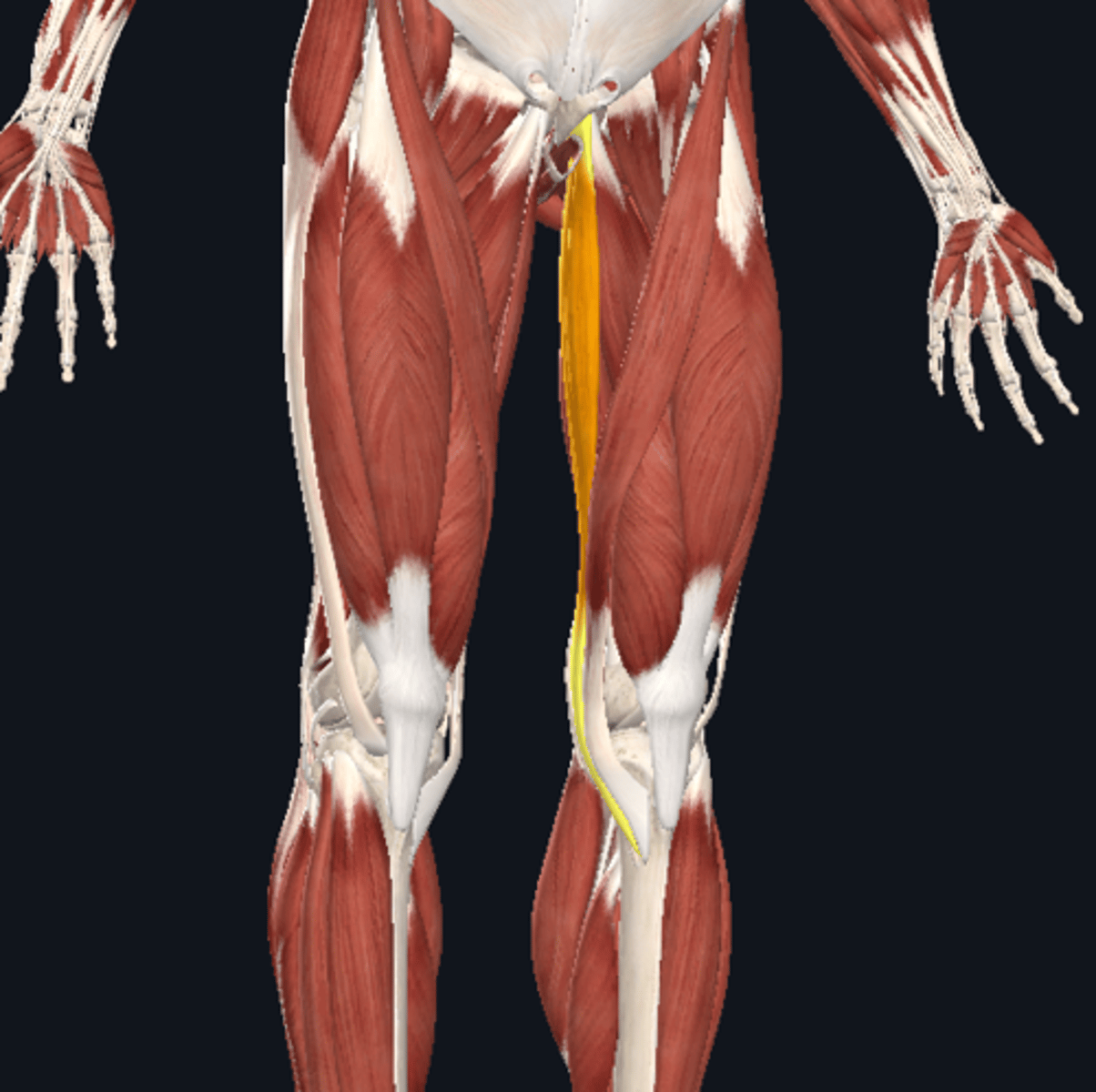 knowt flashcard image