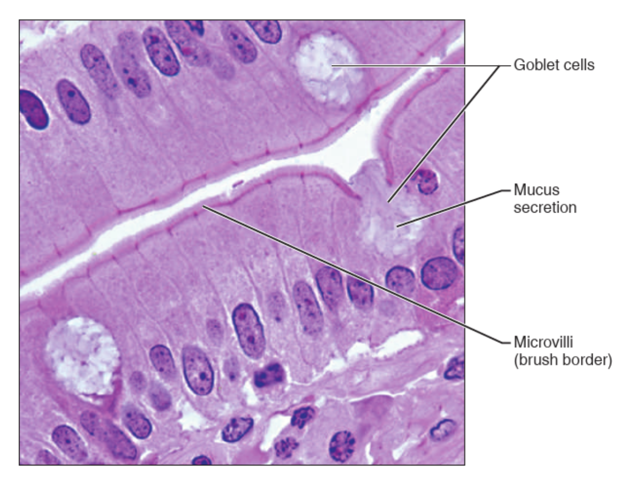 <p>What tissue is this? </p>