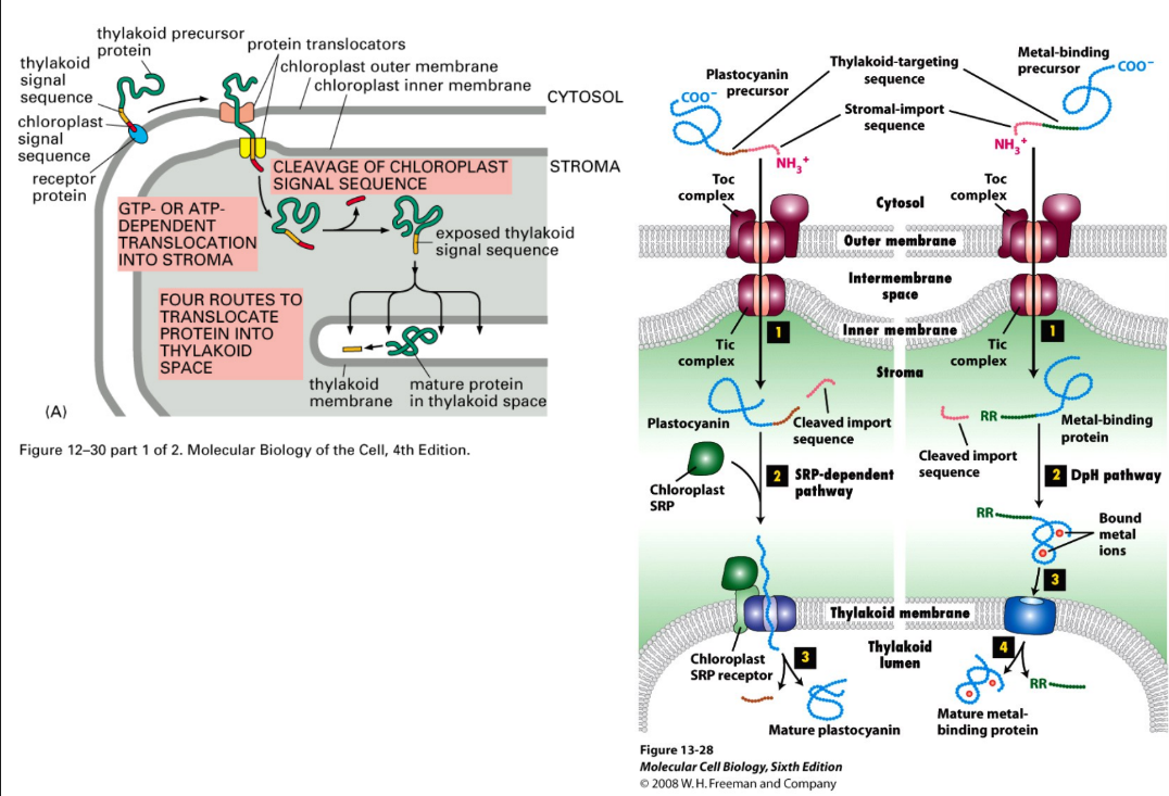 <ul><li><p>Similar to mitochondria </p><ul><li><p><strong>Chaperones</strong> = assist post-translation import (unfolded) </p></li><li><p><strong>Stroma targeting signal</strong> = <u>N-terminal amphipathic helix</u> </p><ul><li><p>Protein → outer membrane → bind to receptor </p></li></ul></li><li><p><u>Transport occurs through TOC + TIC</u> (similar to TOM + TIM) </p></li><li><p>Directed to different areas through secondary signals + complexes </p></li><li><p>Signal sequence = cleaved once protein → stroma</p></li></ul></li><li><p><strong><u>Thylakoid</u></strong> → 4 routes, use <strong>thylakoid targeting sequence </strong></p></li><li><p>Plant cells = mitochondria + chloroplasts </p><ul><li><p>Membrane receptors MUST be able to tell signals apart </p><ul><li><p>Same signal → transported to both </p></li><li><p>Different signals → each organelle</p></li><li><p>Poorly understood</p></li></ul></li></ul></li></ul><p></p>