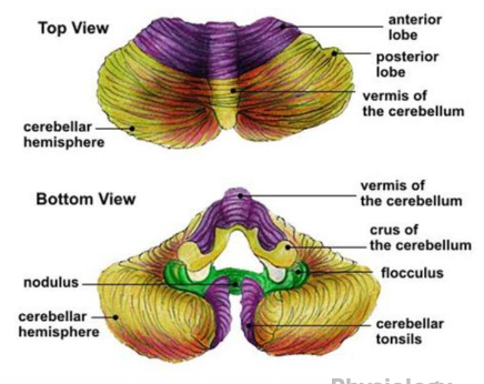 <ul><li><p><strong><mark data-color="purple" style="background-color: purple; color: inherit;">Second largest </mark></strong>structure in the brain</p></li><li><p><strong><mark data-color="purple" style="background-color: purple; color: inherit;">High neural density</mark></strong>: half of brain neurons</p></li><li><p><strong><mark data-color="purple" style="background-color: purple; color: inherit;">Divided into two hemispheres</mark></strong> joined by the <strong><mark data-color="green" style="background-color: green; color: inherit;">vermis</mark></strong></p></li><li><p><strong><mark data-color="green" style="background-color: green; color: inherit;">Grey matter outside / white matter inside (tree of life)</mark></strong></p></li></ul><p></p>