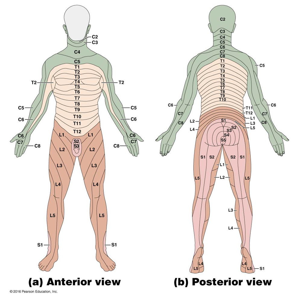 <ul><li><p><span style="background-color: transparent;">Each spinal nerve receives sensory input from a specific area of skin called a dermatome</span></p></li><li><p><span style="background-color: transparent;">Overlap at edges by 50%</span></p><ul><li><p><span style="background-color: transparent;">A total loss of sensation requires anesthesia of 3 successive spinal nerves</span></p></li></ul></li></ul><p></p>