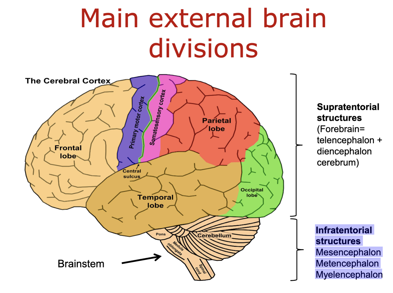 <ul><li><p>Mesencephalon</p></li></ul><ul><li><p>Metencephalon</p></li><li><p>Myelencephalon</p></li></ul><p></p>