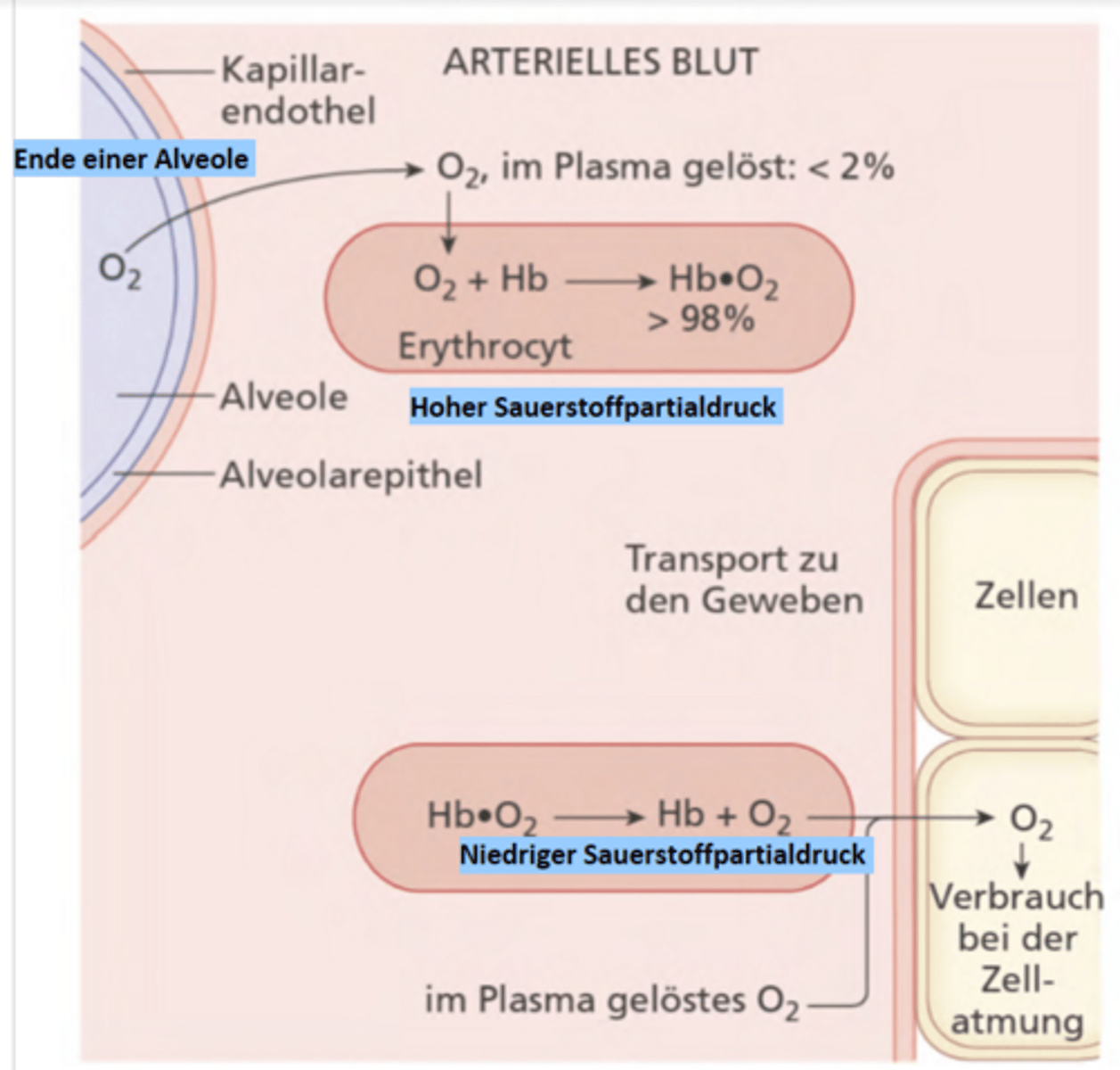 <p>Sauerstoff wird von Erythrozyten transportiert</p><p>-> kleiner Teil O2 wird in Blutplasma gelöst (schlecht wasserlöslich) Rest wird von Alveole auf EC übergeben & dort mit Hämoglobin gebunden = hoher pO2</p><p>-> EC transportiert den Sauerstoff zu Geweben</p><p>-> Vor Abgabe: Niedriger Sauerstoffpartialdruck bei Übergabe. (Kleiner Teil wird über Diffusion von Plasma aufgenommen)</p>