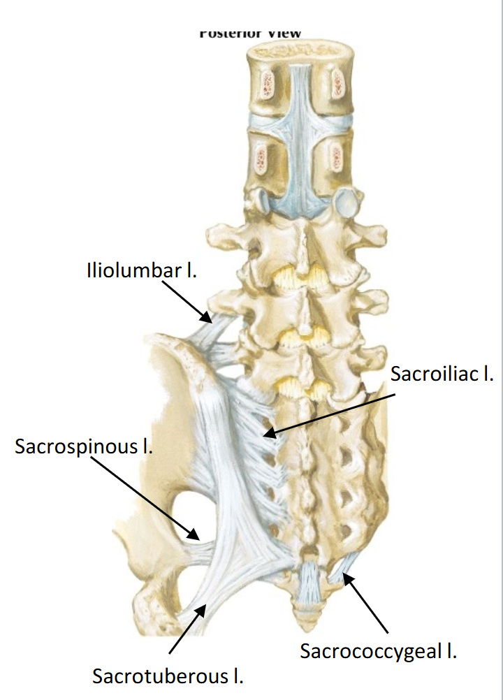 <p>1) Iliolumbar </p><p>2) Sacroiliac (ant., post., interosseous) </p><p>3) Sacrospinous</p><p>4) Sacrotuberous</p><p>5) Sacrococcygeal </p>