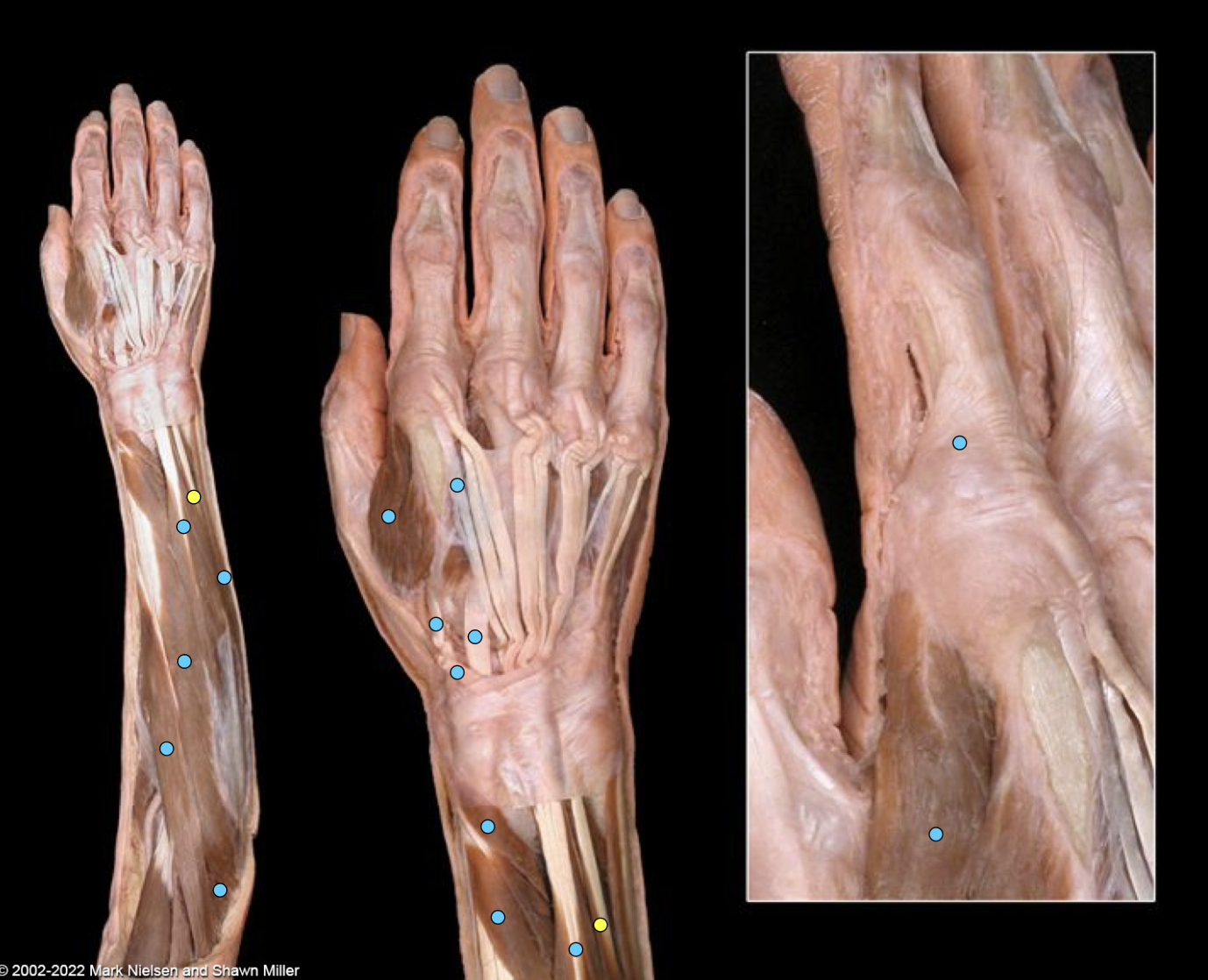 knowt flashcard image