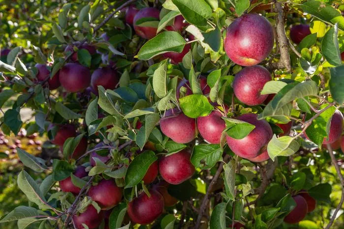 <p>orchard</p>