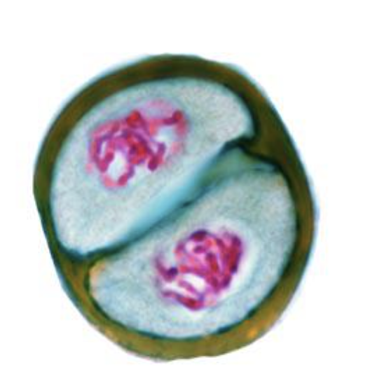 <p>spindles start to form, but not as eventful as its stage 1</p>