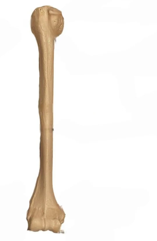 <p>what bone is this and which way is it facing</p>