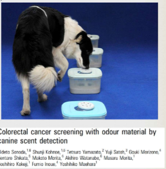 <p><span>Dogs have 1094 olfactory receptors compared to 802 in humans (Dickey &amp; Junqueira, 2023). 125-300 million olfactory cells vs. 5-6 million. 1/3 of dog’s brain devoted to olfaction; 5% in humans. Began as individual case studies with dogs<br>sniffing at owner’s moles, etc. Peer-reviewed studies now show that dogs can<br>accurately detect patients with early and late stage lung cancer (vs. healthy controls), as well as colon cancer patients. May result from the enhanced repertoire of odorant receptors in dogs versus humans. Scientists are currently using mass spectrometry to determine what are the chemical differences in healthy versus patient samples.</span></p>
