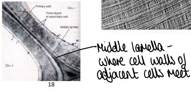 <p>middle lamella</p>