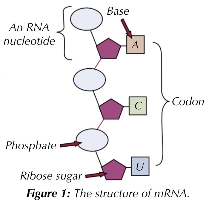 <p>made during transcription. carries the genetic code from the dna to the ribosomes, where it is used to make a protein during translation</p><p>mrna is a single polynucleotide strand, and groups of three adjacent bases are called codons</p>